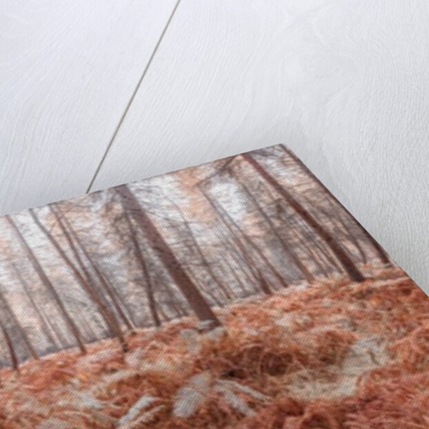 Autumn forest by Assaf Frank